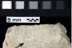 Foto (Detailansicht) von Decapoda indet. (NHMW-GEO-1990-0041-0191)